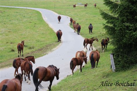 Elevage du Peupé Chevaux Franches Montagnes