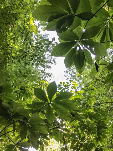 Los Bosques Naturales Tienen Muchos Rboles Que Es Un Interesante Para