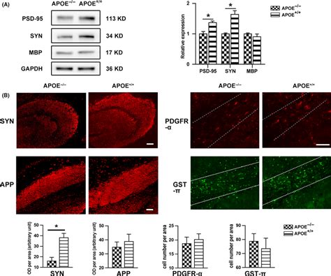 Alteration Of Axonopathy By ApoE Following CCI A Representative