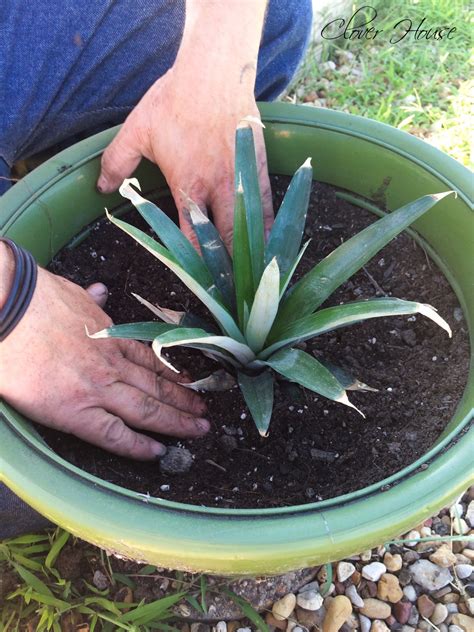 Clover House: Planting a Pineapple Top