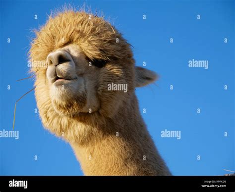 Cute Portrait Of A Funny White Alpaca With Blue Sky As The Background