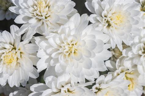 White Chrysanthemum Or Mums Flowers With Natural Light On Flatlay View