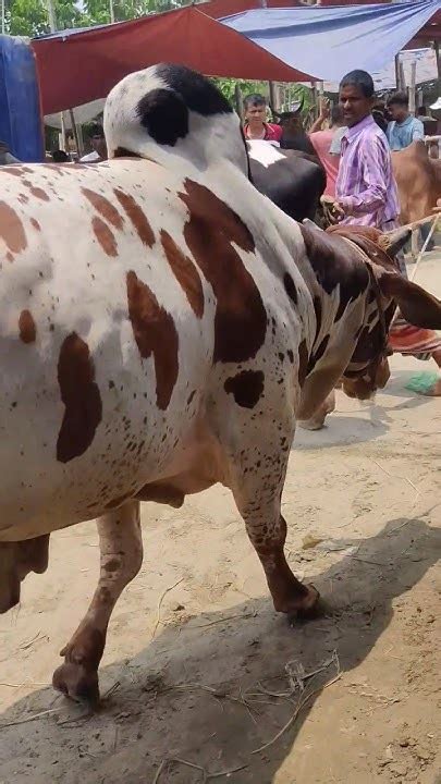 কুরবানী ঈদের পাগলা গরু ছুটছে রে জাইতে দে 😱🥰 ️ Cow Bhaikotonilogaru