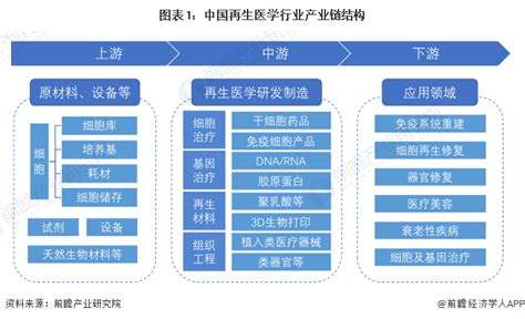 【干货】再生医学行业产业链全景梳理及区域热力地图行业研究报告 前瞻网