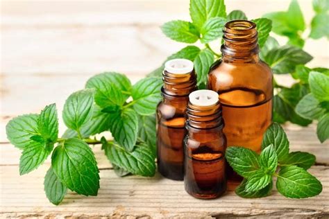 Olio Essenziale Di Menta Piperita Propriet Utilizzi E Controindicazioni