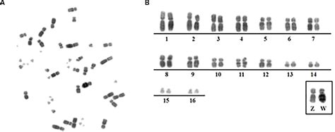 Frontiers Chromosomal Evolution In The Phylogenetic Context A