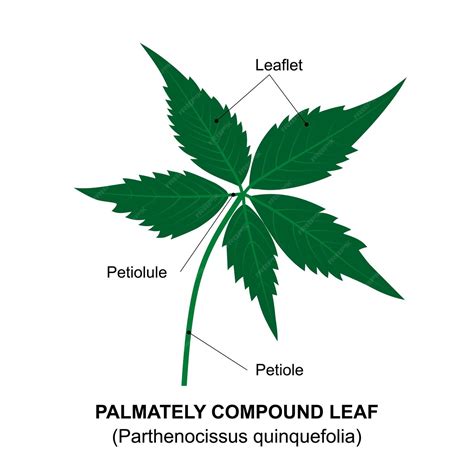 Premium Vector | Palmately compound leaf Diagram of a compound leaf ...