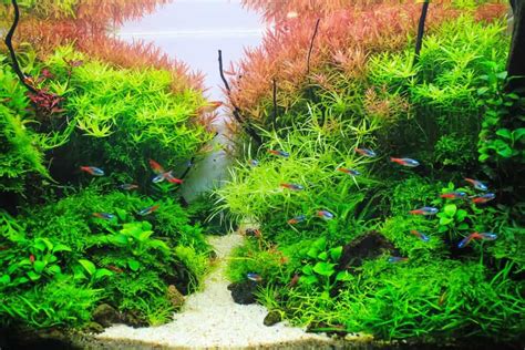 Dwarf Hairgrass Ultimate Care Guide For Aquascaping