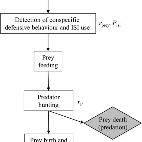 Model Flowchart For A Single Simulation Cycle Sequential Prey And