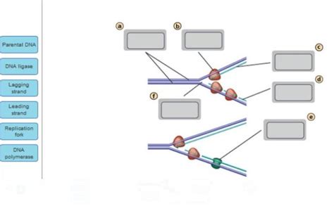 Drag The Labels Onto The Diagram To Identify The Components Of