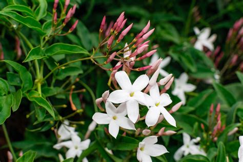 Gelsomino Jasminum Come Coltivarlo In Vaso E In Giardino