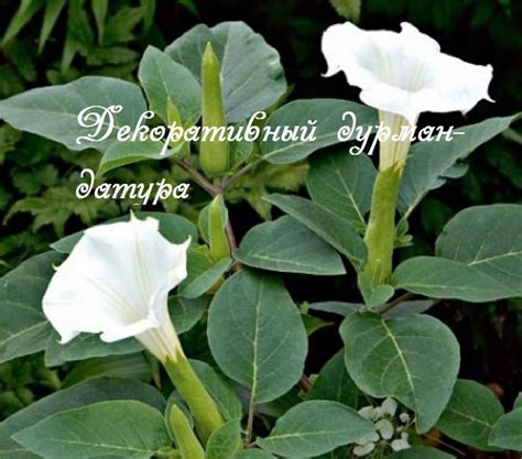 Цветок дурман. Посадка семян на рассаду. | Angel trumpet plant, Exotic ...