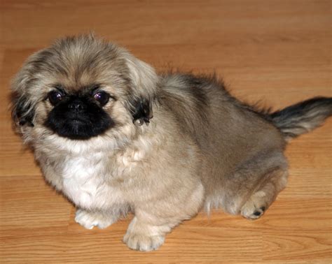 Cute Dogs: Cute Pekingese Dog