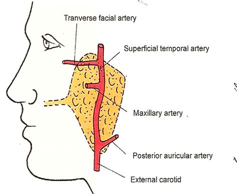 Anatomy Of Parotid Gland