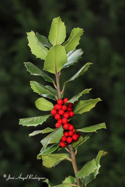 Acebo Ilex Aquifolium