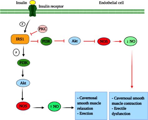 Relationship Between The Insulin Signaling Pathway And The Male