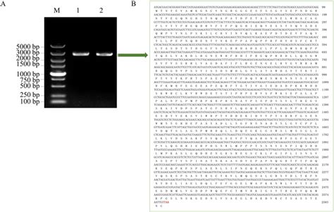 Amplification Of Cds Sequence Of Gharf Gene In Upland Cotton