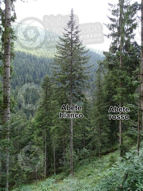 Abies Alba Abete Bianco Albero Abies Alba Abete Bianco Abies