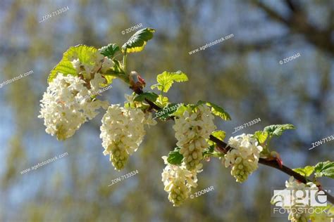 White flowering currant, Stock Photo, Picture And Rights Managed Image. Pic. ZON-7133534 ...