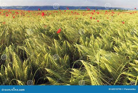 Trigo E Papoilas Foto De Stock Imagem De Campo Bonito