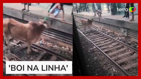 Bois Invadem Esta O De Trem E Passeiam Por Linha F Rrea No Rj Youtube