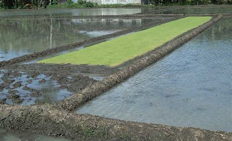 How To Prepare The Seedlings For Transplanting Irri Rice Knowledge Bank