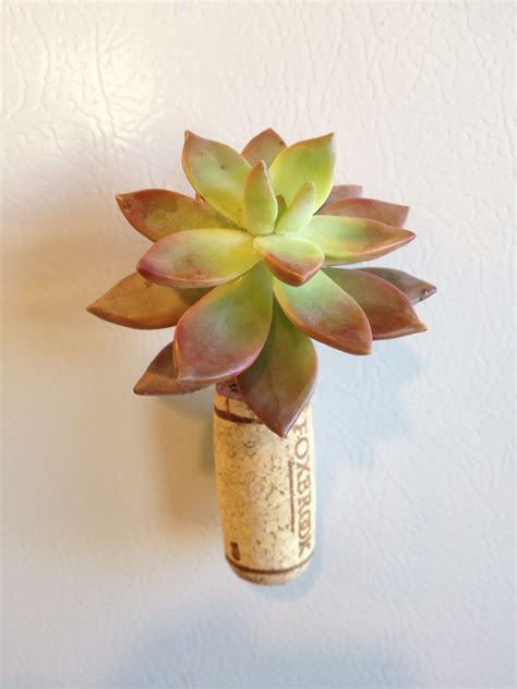 A Small Succulent In A Cork Vase On The Wall