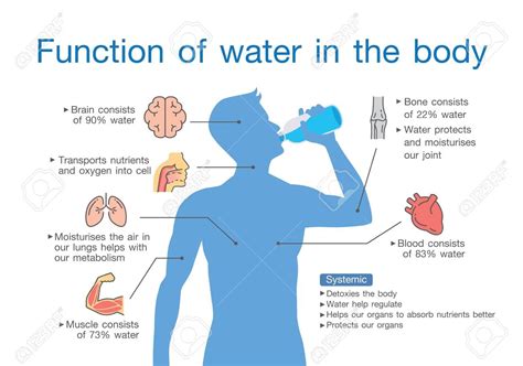 Importance And Usefulness Of Water Content In Human Body Dunya Ka Ilm
