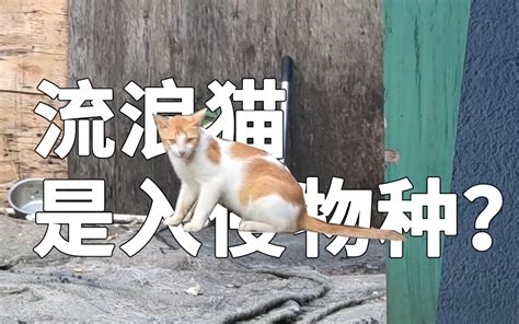 流浪猫是危险入侵物种？每年杀死超100亿动物，还伤害保护动物？ 鄙人汪谋 鄙人汪谋 哔哩哔哩视频