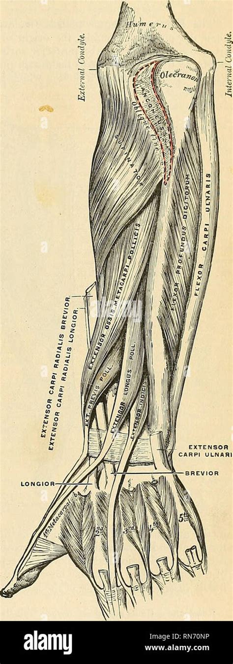 Anatomie descriptif et appliquée L anatomie Fig 359 Supinator