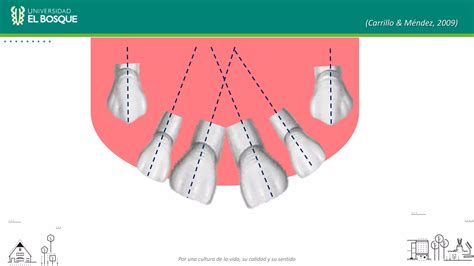 Desarrollo de oclusión en Dentición temporal Mixta y permanente PPT