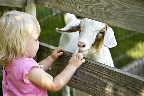 Learn How To Start A Petting Zoo Business