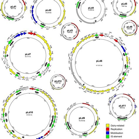 Genetic Maps Of Plasmids Of L Lactis Fm03p Arrows Indicate Positions Download Scientific