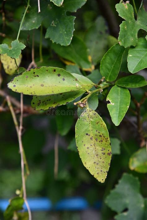 Citrus Melanose Disease On Leaves Stock Image Image Of Leavesn Plant