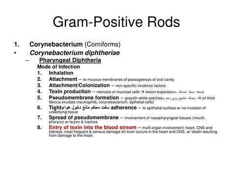 PPT - Chapter 10: Gram-Positive Rods PowerPoint Presentation, free ...