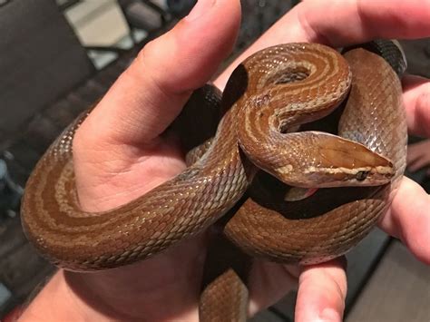 Cape House Snake Cape St Francis BioDiversity4All