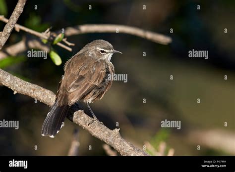 Karoo Robin Karoo Scrub Robin Cercotrichas Coryphoeus Mountain