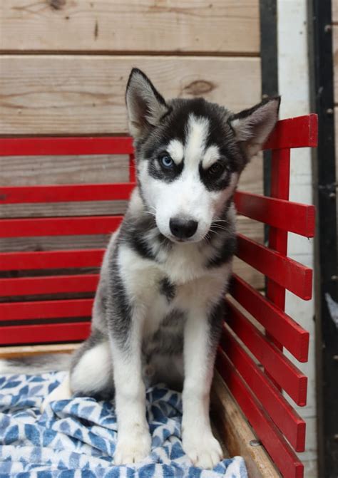 Ace - Siberian Husky Puppy for Sale in Honey Brook, PA | Lancaster Puppies