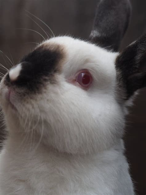 Conejo Blanco Con Orejas Negras El Contenido Del Conejo En La Jaula