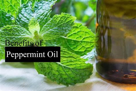 5 Benefits Of Oregano Oil Wonderful Remedy Healthtostyle