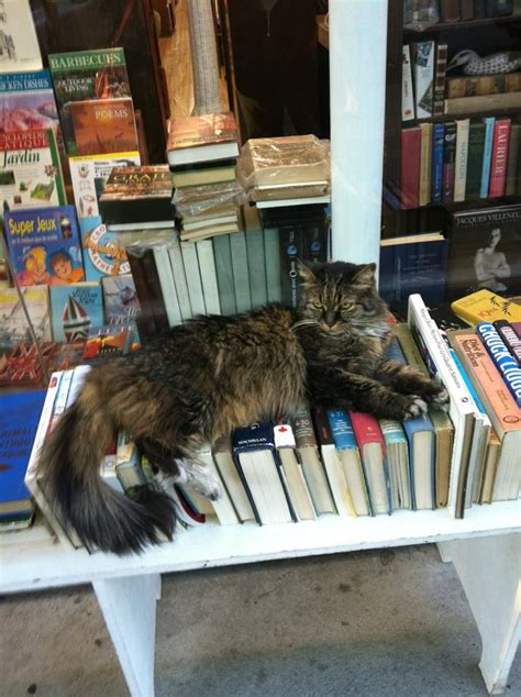 A Very Well Read Cat In Front Of A Used Book Store Bookstore Cats