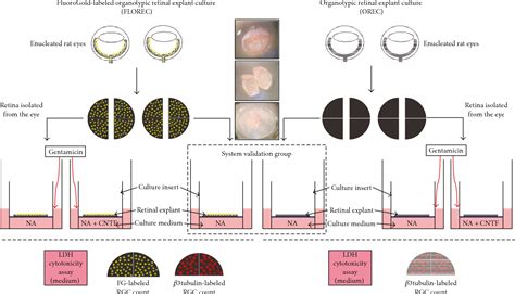 Figure From Fluorogold Labeled Organotypic Retinal Explant Culture