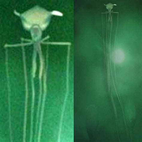 The Magnapinna Squid Roddlyterrifying