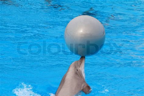 Bottlenose Dolphin Playing With The Ball In The Aquarium Stock Image