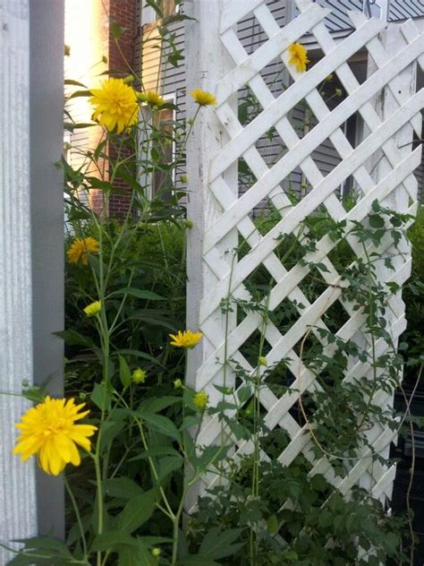 My Yellow Flowers I Have Out Front Yellow Flowers Outdoor