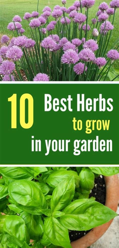 Best Herbs To Plant Pin 1 Natalie Linda