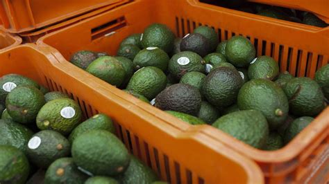 México Venderá 1 Millón De Toneladas De Aguacate A Eu Productores El