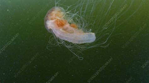 Lions Mane Jellyfish And Prey Stock Video Clip K0084330 Science