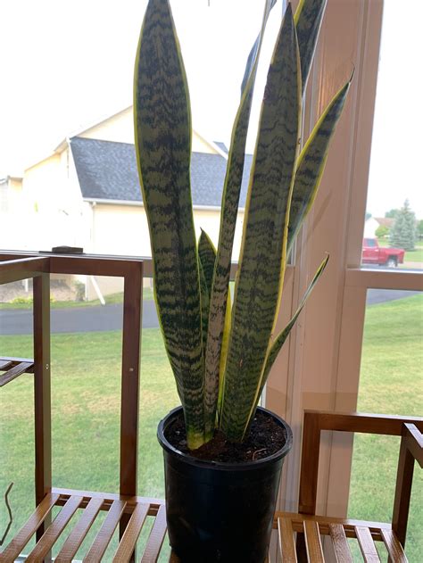 Snake Plant Sansevieria Trifasciata Laurentii Etsy