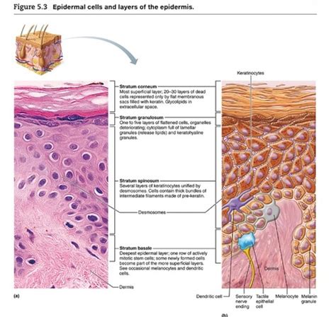 Chapter 5 Integumentary System Flashcards Quizlet